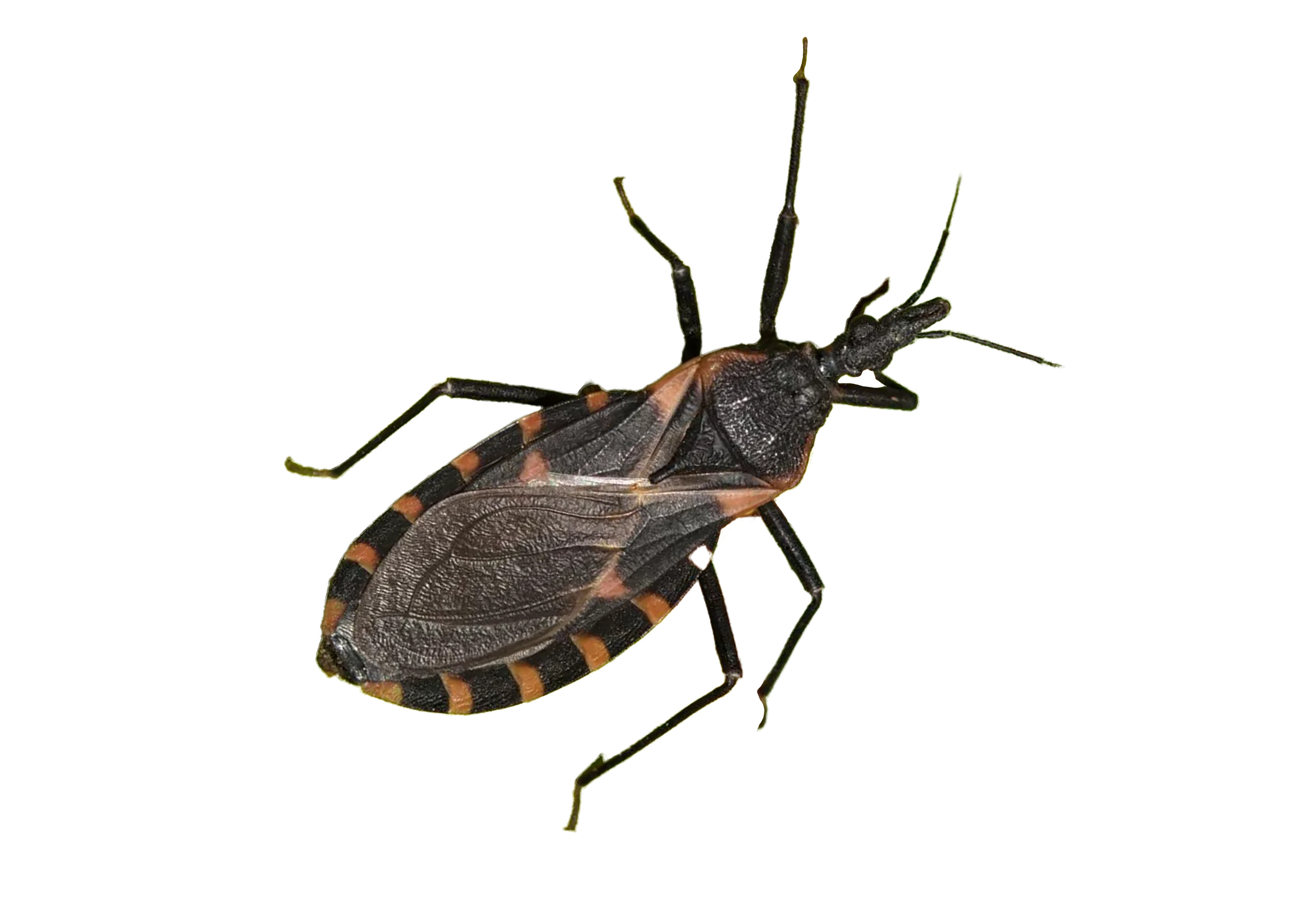 Beware of Catching Chagas Disease from the Kissing Bug