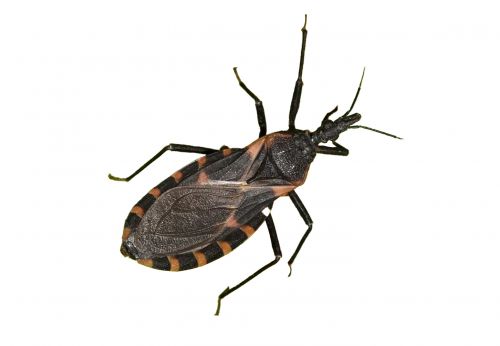 Beware of Catching Chagas Disease from the Kissing Bug